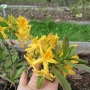 Azalija (Rhododendron) geltona (sėjinukai)